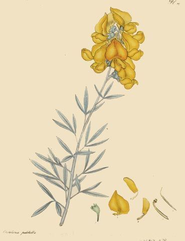 Crotolaria pulchella - Кротолярия красивая